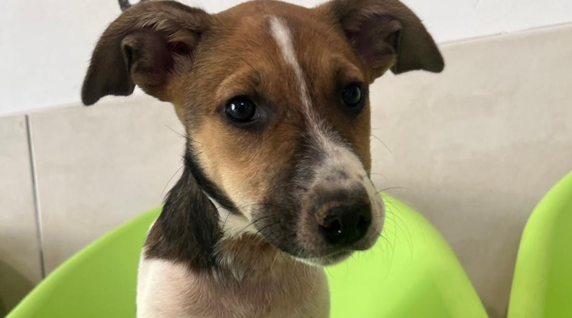 Chiens à adopter